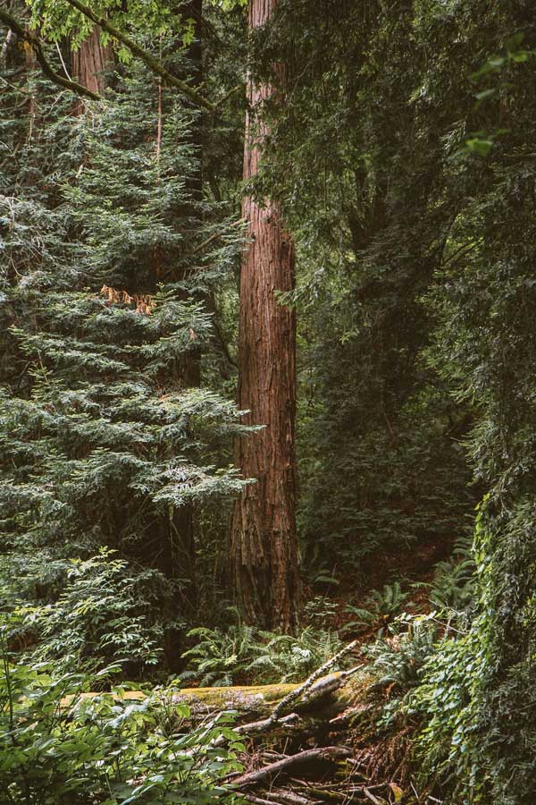 Redwoods
